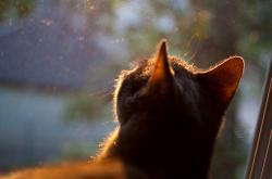 开云体育官方网站-猛龙压制湖人，库里成为关键先生，一场颠覆预期的对决