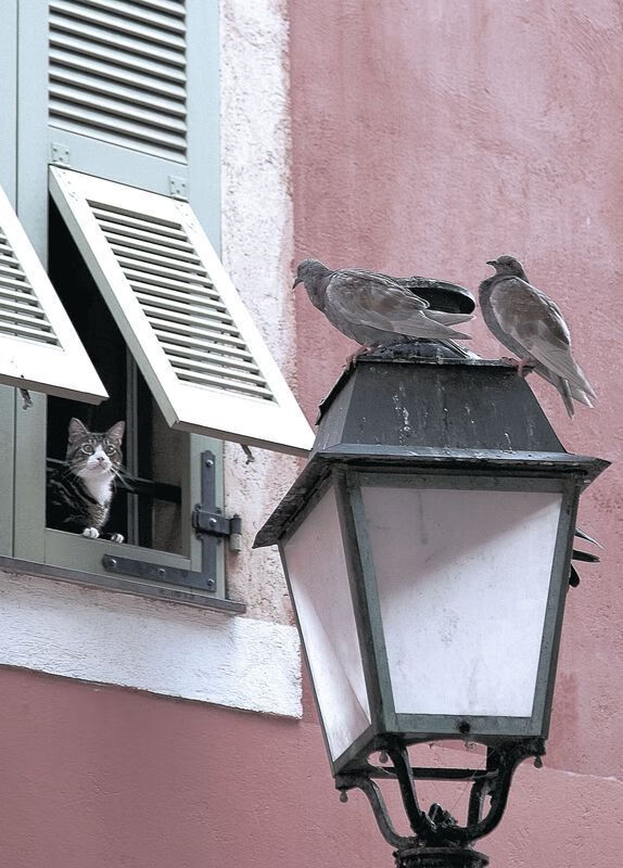 迪巴拉闪耀南美,玻利维亚战术纪律力克塞维利亚式强敌