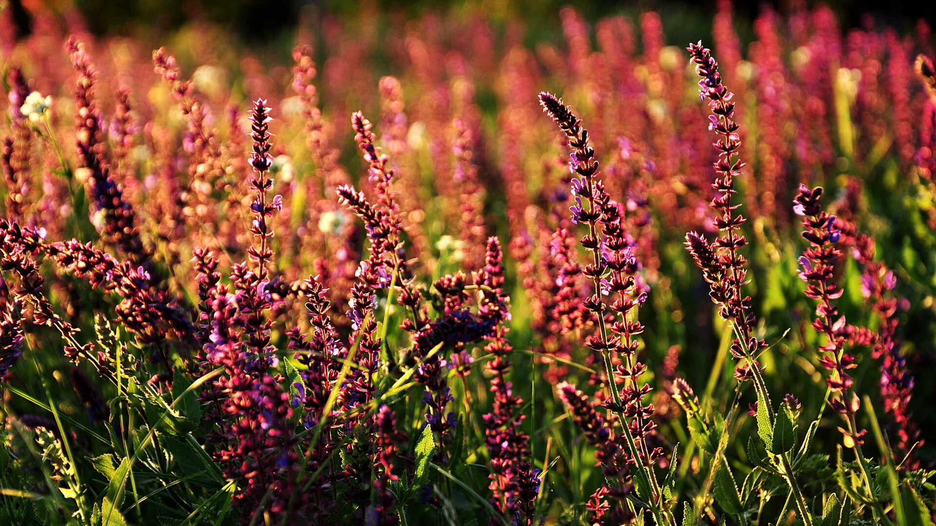 绿白奇迹与非洲雄狮，贝蒂斯终结丹麦童话，奥斯梅恩欧冠半决赛封神之战